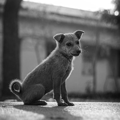 FUNDACION-RESPONSABILIDAD-SOCIAL-EMPRESARIAL-BRAINIAK-perros